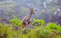 Eravikulam National Park (Rajamalai), Munnar