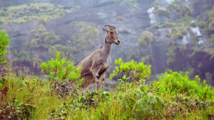 Eravikulam National Park (Rajamalai), Munnar