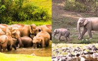 Anakulam Wild Elephant Village Life Tour Guide – Best Time, Tips & Experience