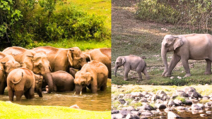 Anakulam Wild Elephant Village Life Tour Guide – Best Time, Tips & Experience